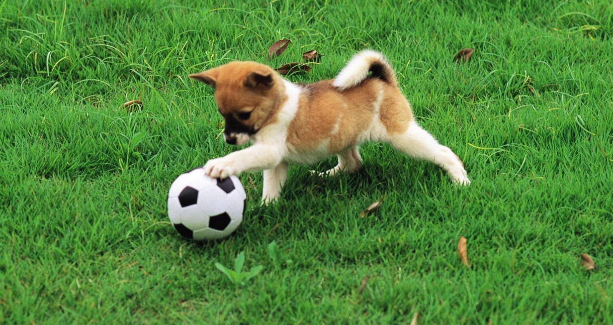 puppy-with-soccer-ball