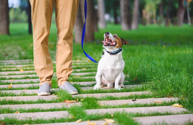 Responsible Pet Owners Month: Encourage Your Residents to Make a Positive Impact in February