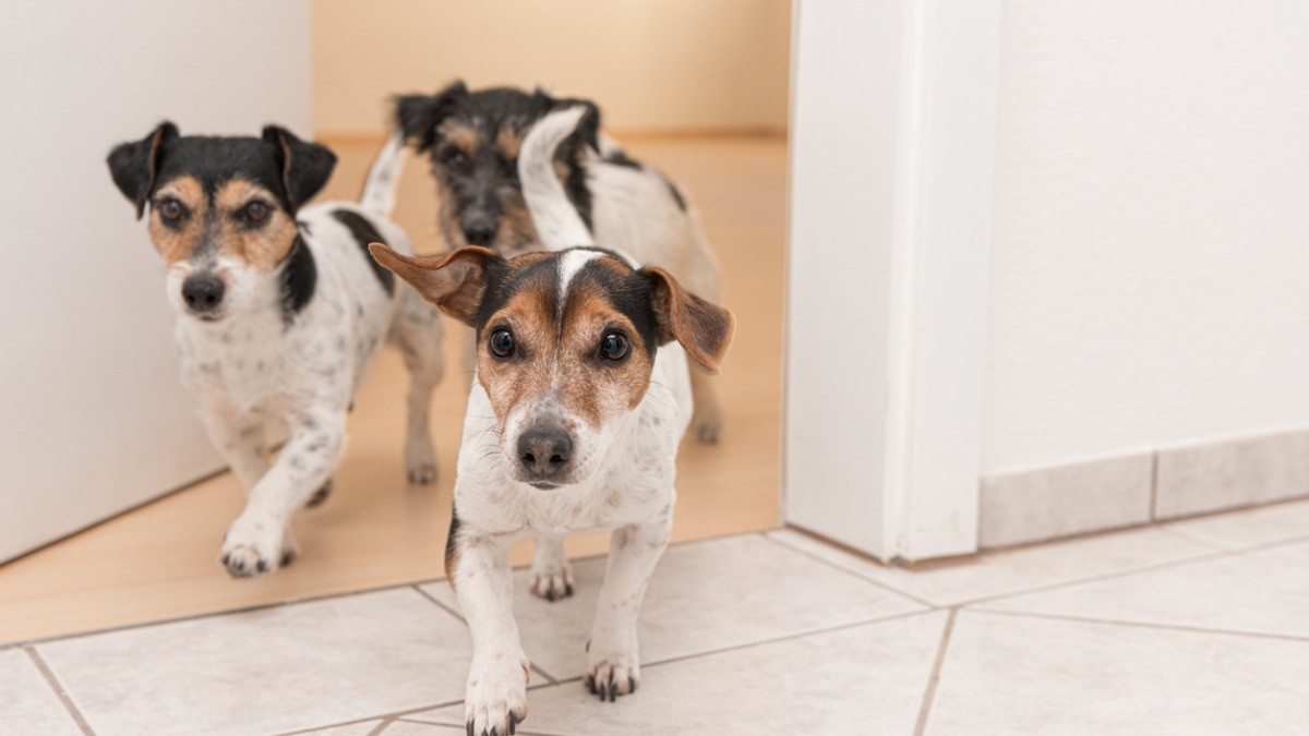 Increasing Demand by Examining Your Pet Policies