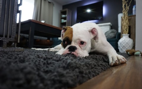 Should You Allow Tenants to Have Pets in your Rental Properties?