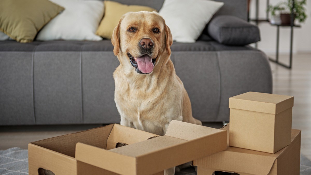 Increase Renewals with Pet Inclusive Practices