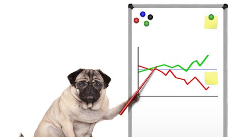 Decisions You Never Knew Data Could Help You Make:         
Prevalence of Multifamily Data Includes Key Pet-Related Metrics