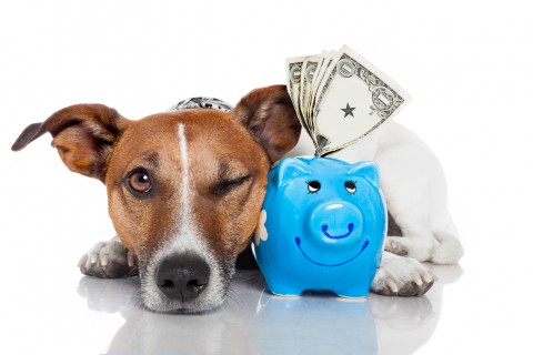 Drive Revenue By Eliminating Pet Restrictions