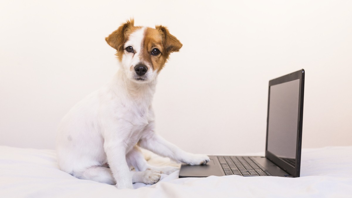 Pet Tech State of The Union: What’s Next?