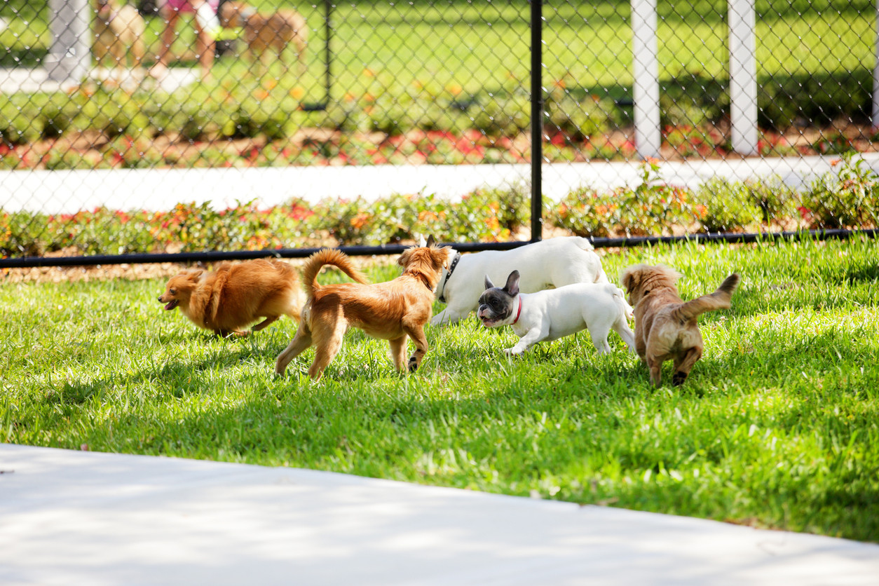 If You Have It, They Will Come: Pet Amenities Pet Owners Want