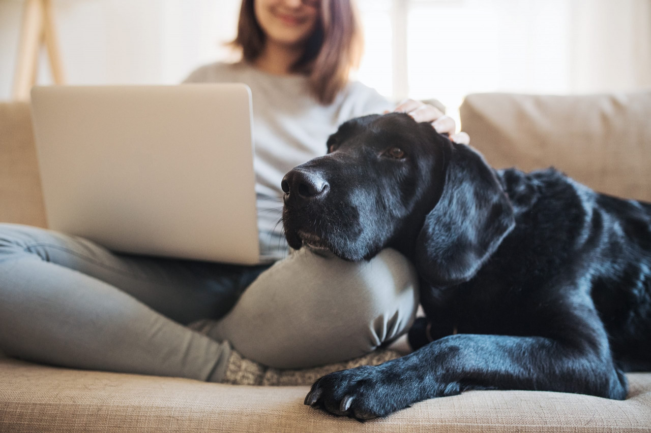 Lease Retention, Demand Marketing and -- oh, yes -- Pet Inclusivity