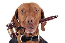 dog-with-gavel