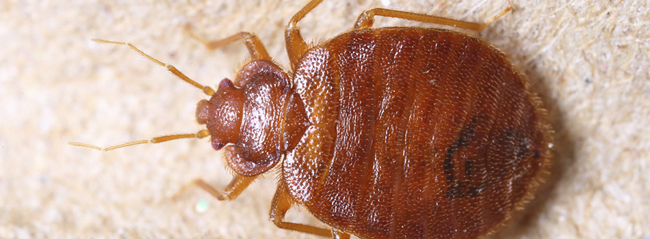 Reducing Bed Bug Infestations