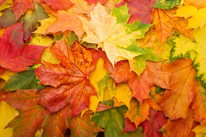 Fun Fall Events for Your Residents