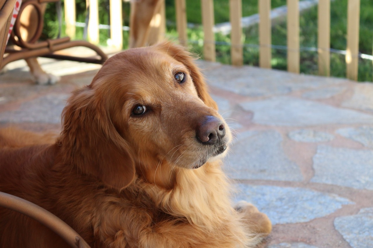 Extending "Pet Friendly" To Your Office