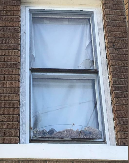 This is a first. Resident reported a broken window to previous management 2 years ago; window wasn’t fixed and resident did nothing. This is now his second squirrel’s nest in his home. How do you live like that?!?!As an fyi I just started managing this property a month ago and as it’s only a six family I visit once a month.