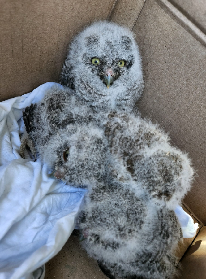 Found 4 baby owls yesterday ❤️