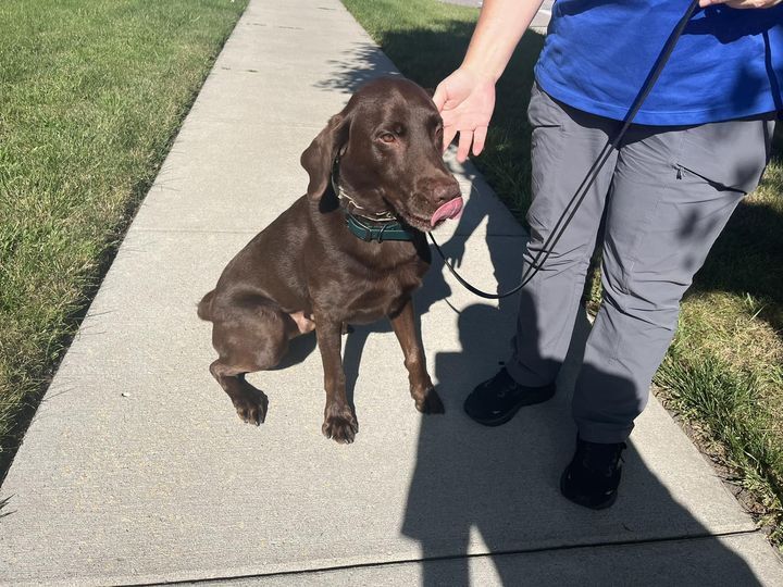 Everyone meet Benny, a specially trained single source bed bug detecting dog!  We bring Benny on site when a resident is 100% convinced they have bed bugs, but they and our in house staff can’t find any.  Benny clears the matter up really quickly, if he smells a bed bug egg, casing, or bed bug, he will sit and not move until told to do so.  He is called single source because all he does is bed bugs, would be no good for sniffing out marijuana for example.  Good news today!  Benny says no bed bugs!