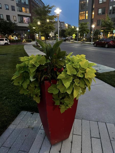 Something about sweet potato vines in flower pots just seems right as rain. If you aren’t using sweet potato vines in your pots are you even paying your landscaper?!?