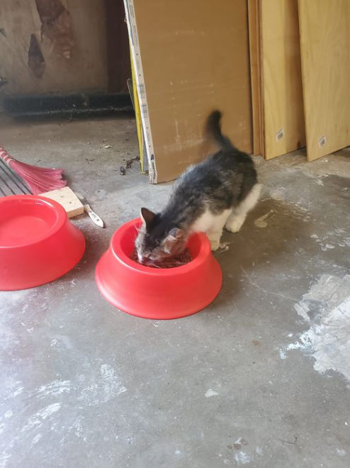 Couldn't find a home after his owner abandoned him so he's our new shop cat. We named him Bones bc he was so skinny when we found him. Such a sweet kitty