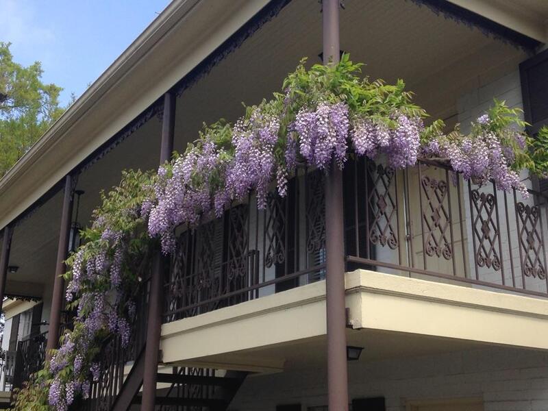 It's time for the Wisteria to bloom...don't forget to be creative when landscaping your community.  Make your property stand out!